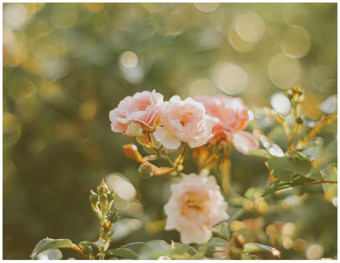 (美品) Supper Takumar 55mm f/1.8( M42マウント)
