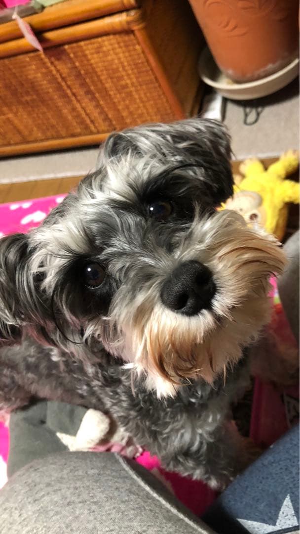 miniさま  確認用　その②