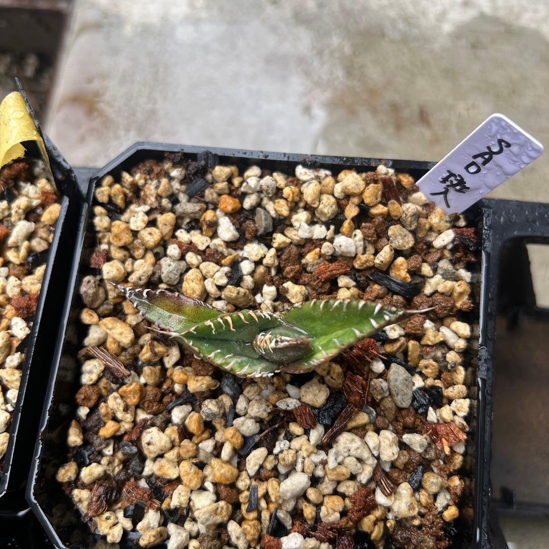 アガベ　チタノタ　SAD 斑入り　子株