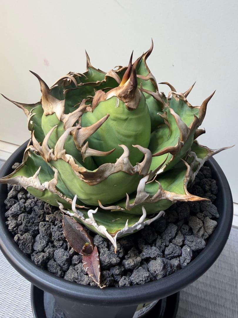 アガベ　シーザー　チタノタ　オテロイ