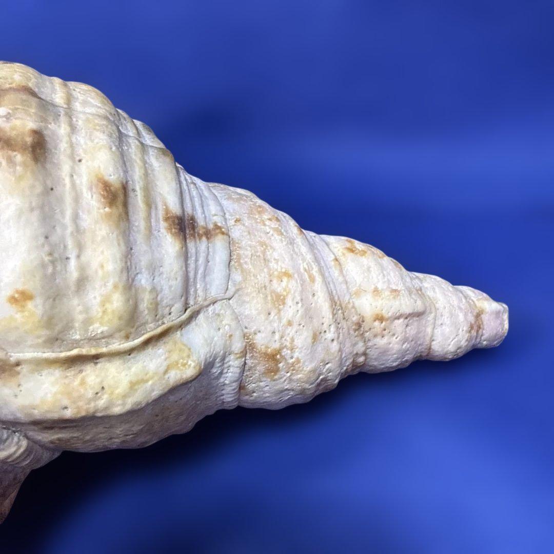 法螺貝　ホラ貝　ほらがい　三伏　魔除け　熊よけ