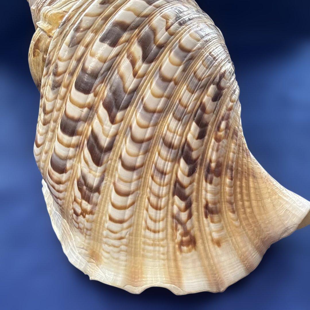 法螺貝　ホラ貝　ほらがい　三伏　魔除け　熊よけ