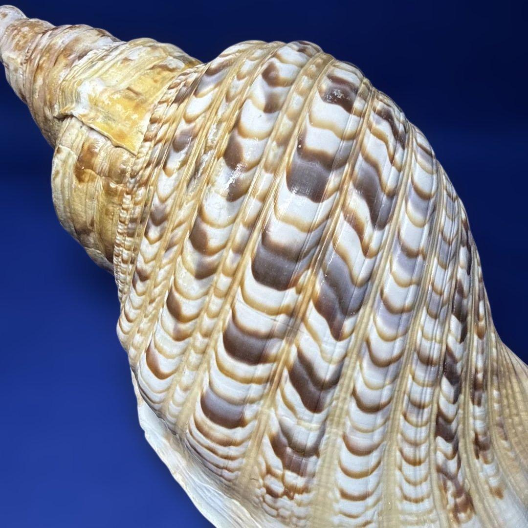 法螺貝　ホラ貝　ほらがい　三伏　魔除け　熊よけ