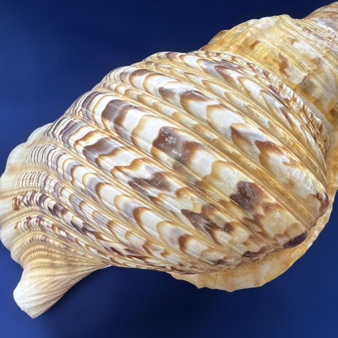 法螺貝　ホラ貝　ほらがい　三伏　魔除け　熊よけ