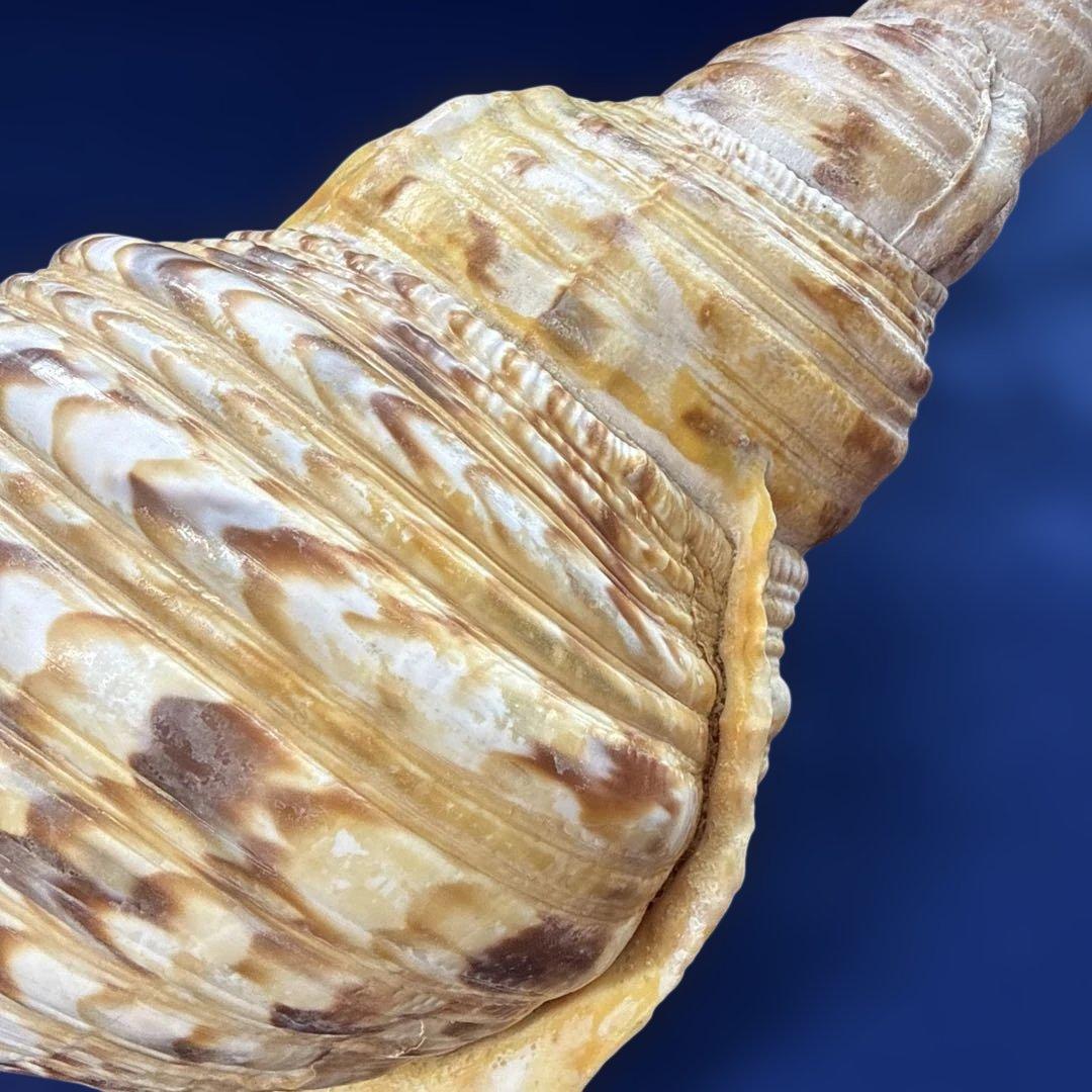 法螺貝　ホラ貝　ほらがい　三伏　魔除け　熊よけ