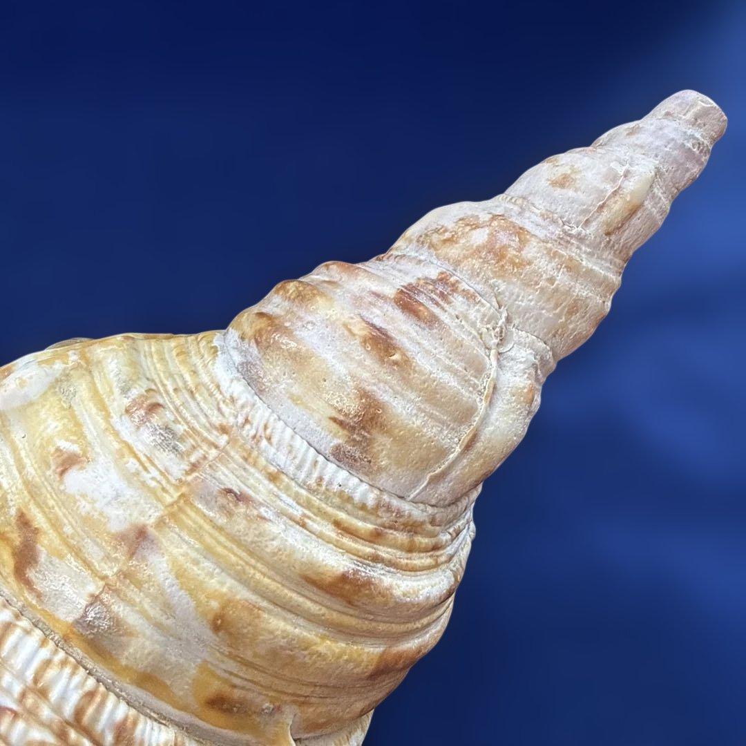 法螺貝　ホラ貝　ほらがい　三伏　魔除け　熊よけ