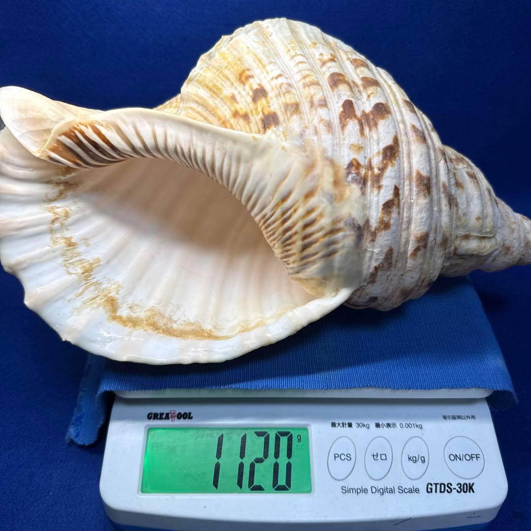 法螺貝　ホラ貝　ほらがい　三伏　魔除け　熊よけ