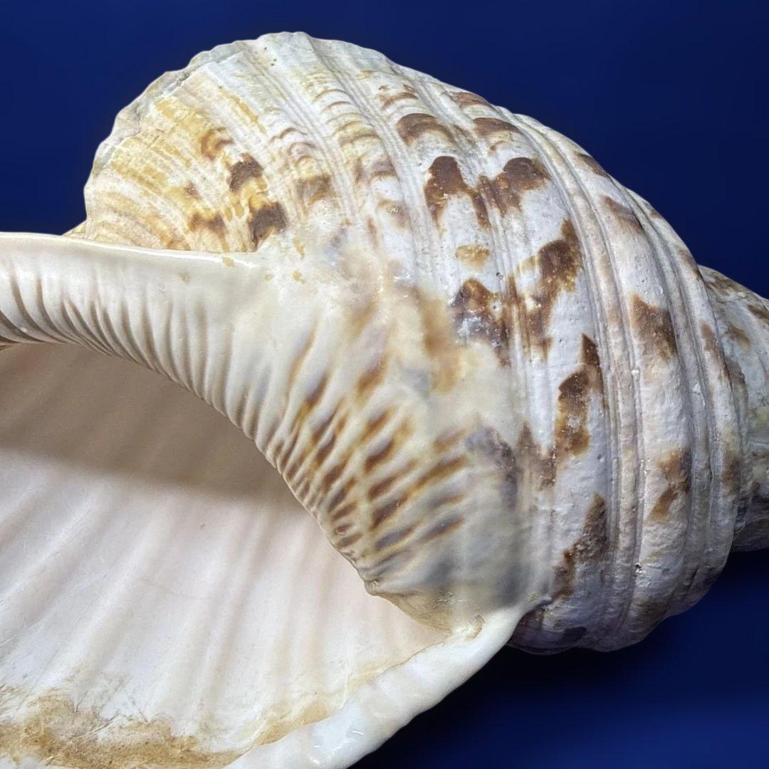 法螺貝　ホラ貝　ほらがい　三伏　魔除け　熊よけ