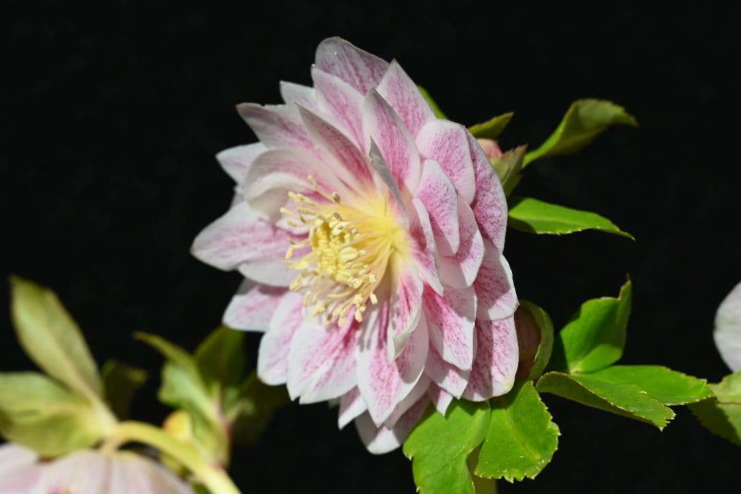 クリスマスローズ　認定プリマヴェーラホワイトゴールド　加藤農園