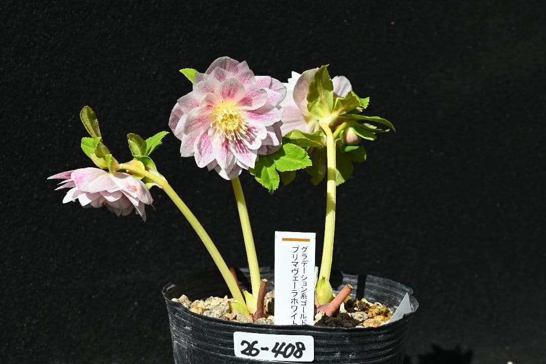 クリスマスローズ　認定プリマヴェーラホワイトゴールド　加藤農園