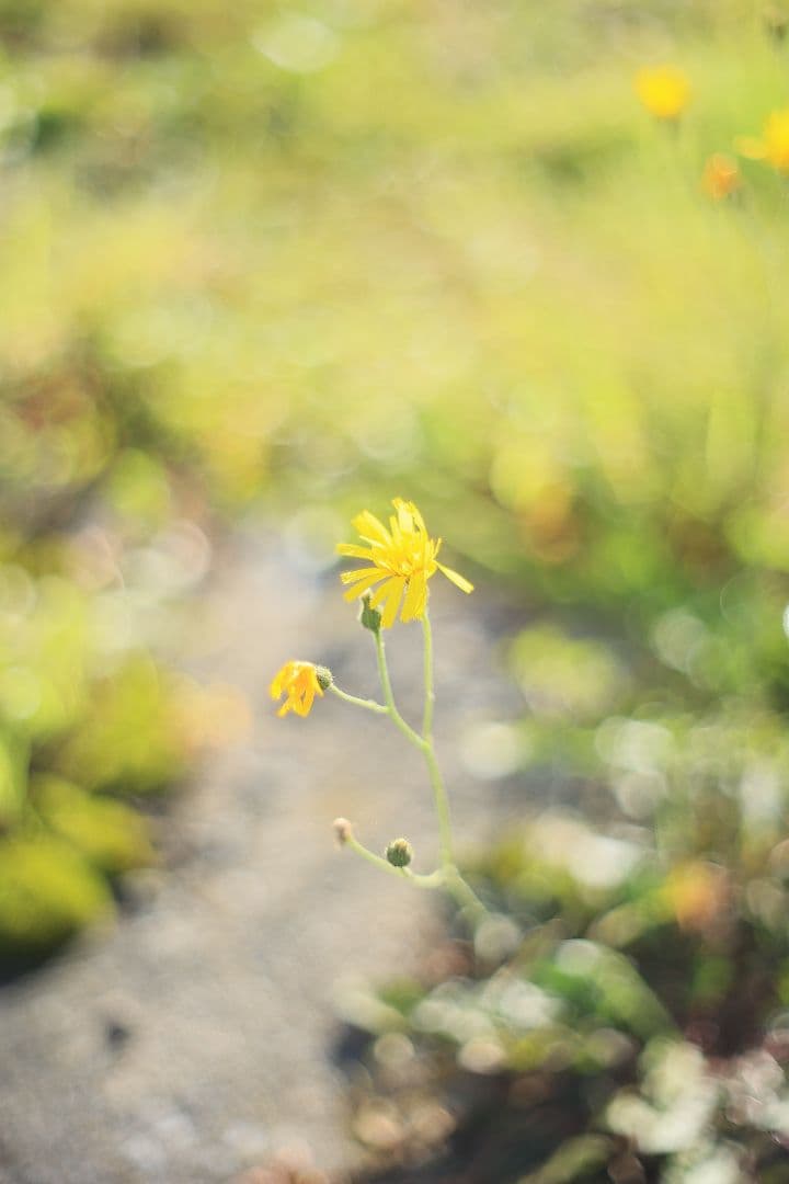 PENTACON auto 50mm F1.8 後期型 【美品】