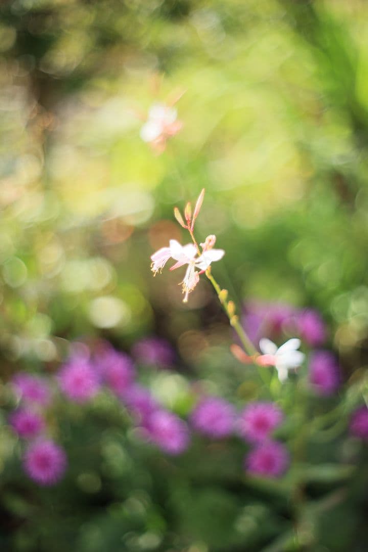 PENTACON auto 50mm F1.8 後期型 【美品】