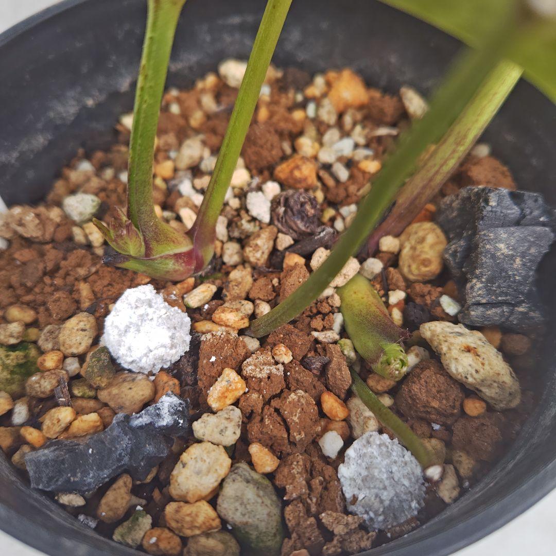 A*a様 クリスマスローズ 大和園 グリーンパステリッシュストレイン 株分け