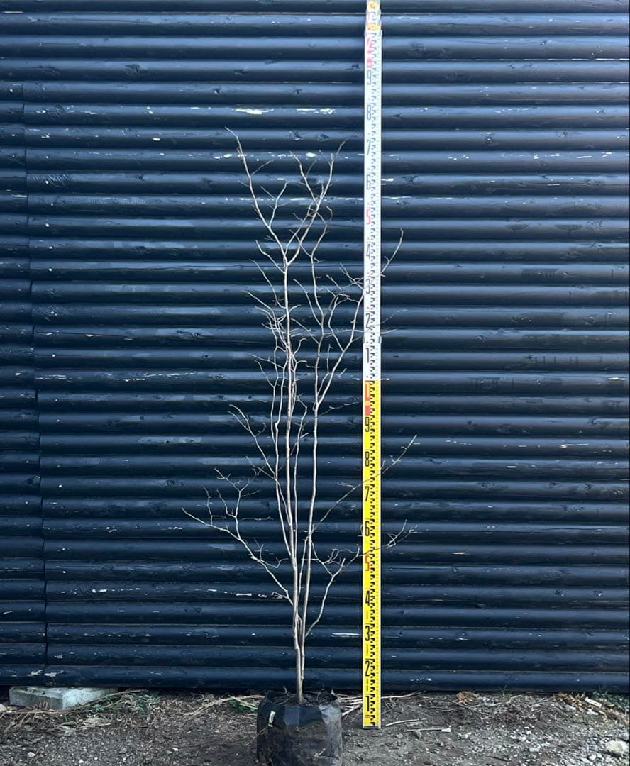 山採り天然　ナツハゼ　2