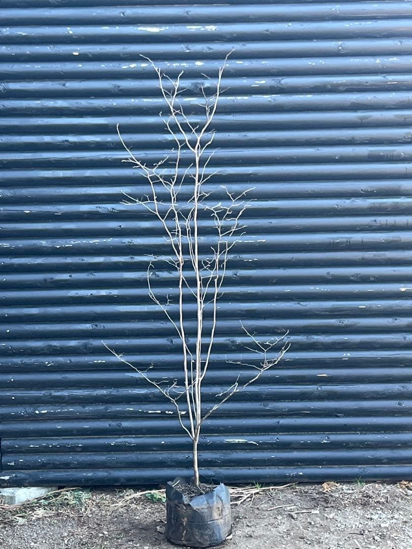 山採り天然　ナツハゼ　2