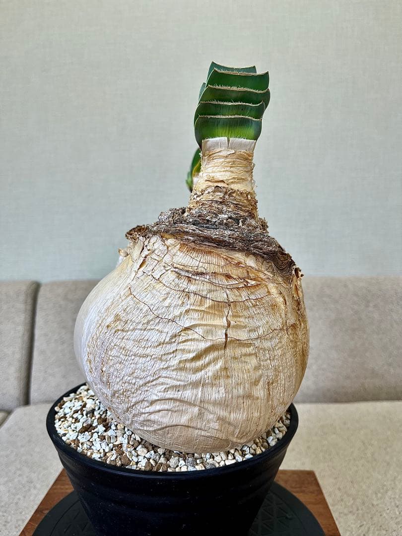 ブーファン ハエマンソイデス ダブル 大株 休眠明け