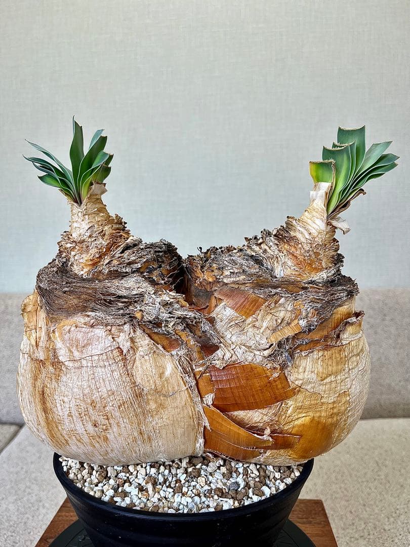 ブーファン ハエマンソイデス ダブル 大株 休眠明け