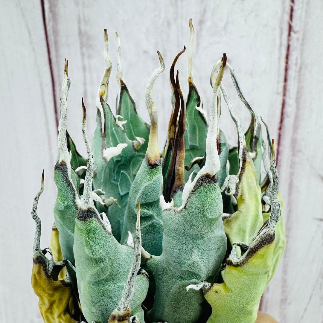 17 アガベ ユタエンシス エボリスピナ 陽炎 太葉