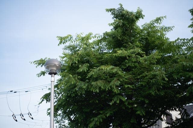 【玉ボケが綺麗なオールドレンズ】smc takumar 55mm f1.8