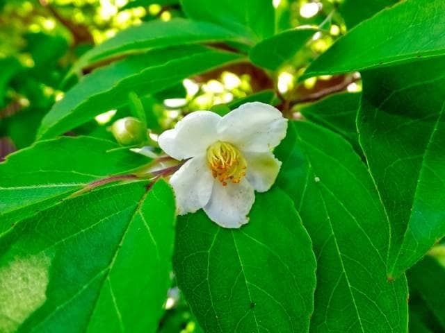 《現品》姫沙羅（ヒメシャラ）株立ち　樹高2.0ｍ（根鉢含まず）38【苗木/植木】