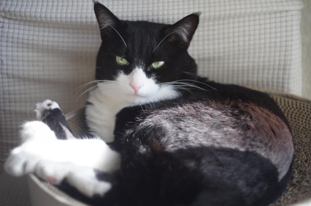 整備済 Olympus PEN FT 38mm F1.8 TTL 露出計OK!