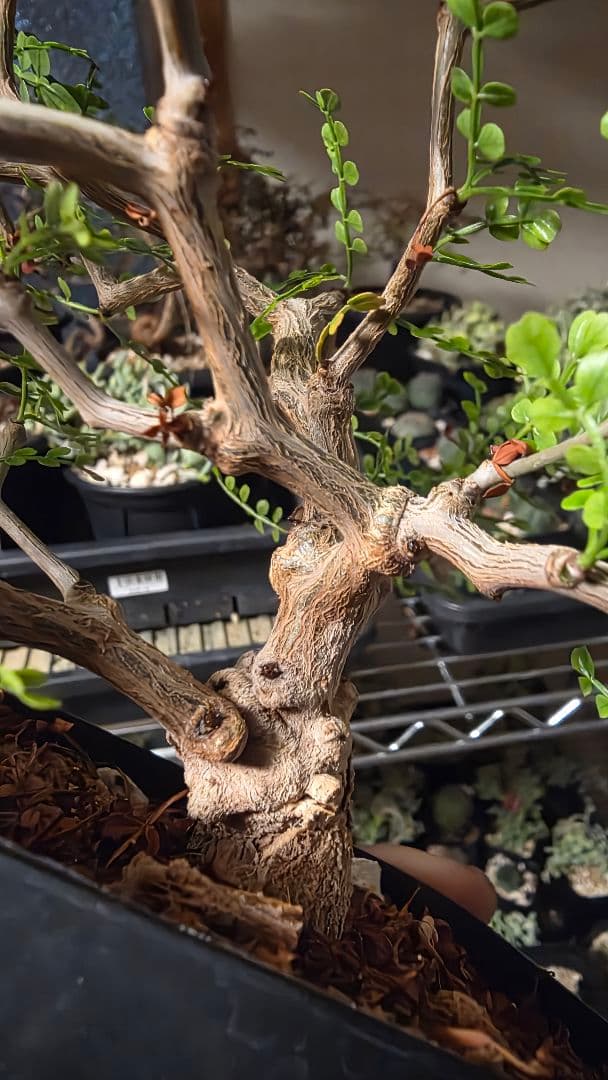 オペルクリカリアパキプス　選抜株