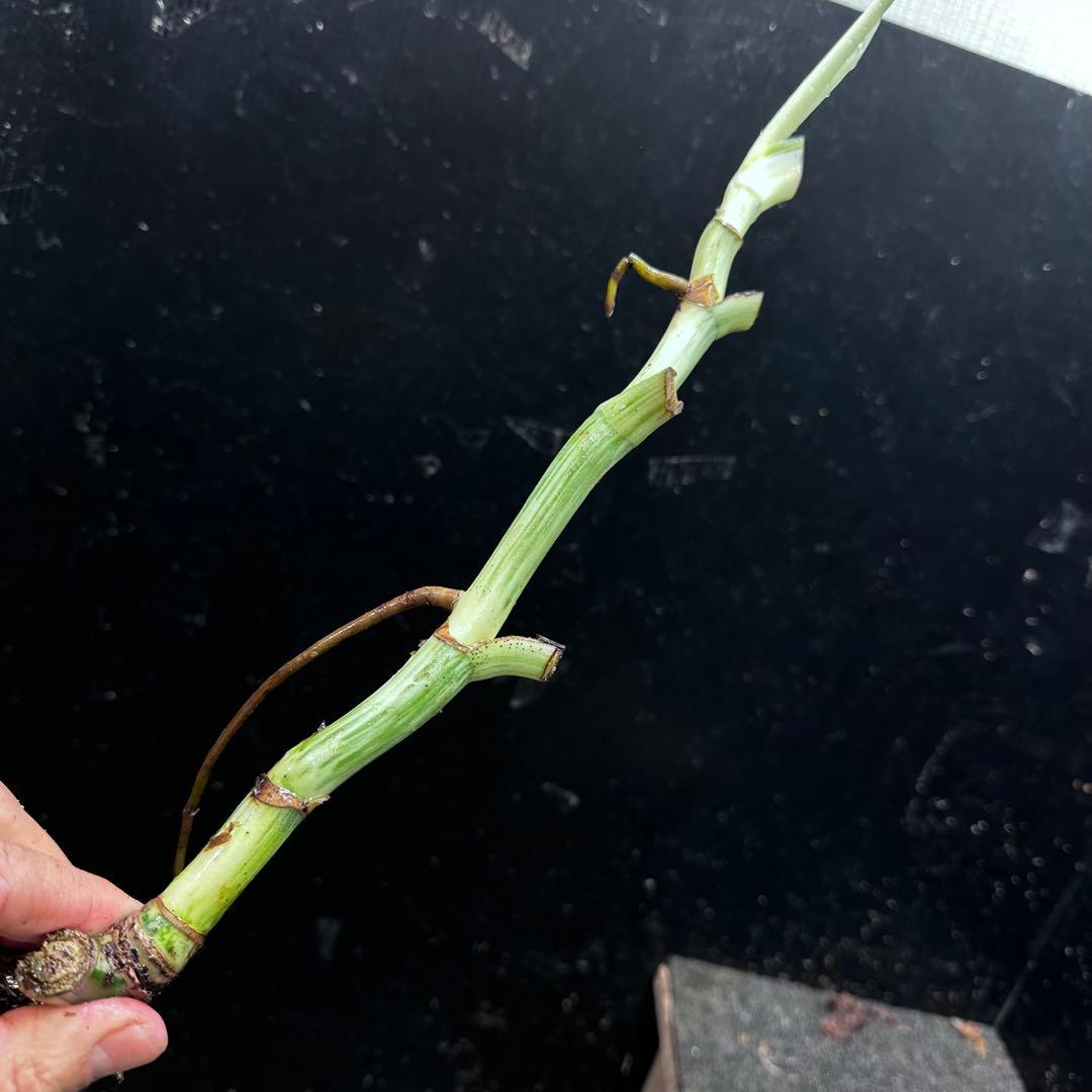 超*✿様 斑入りモンステラホワイトタイガー茎7株おまとめ