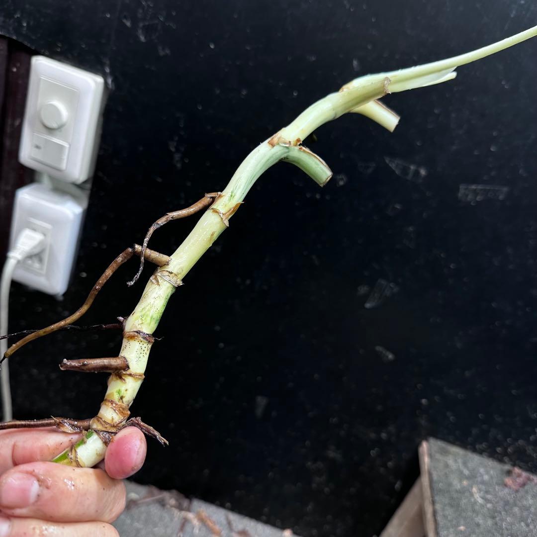 超*✿様 斑入りモンステラホワイトタイガー茎7株おまとめ