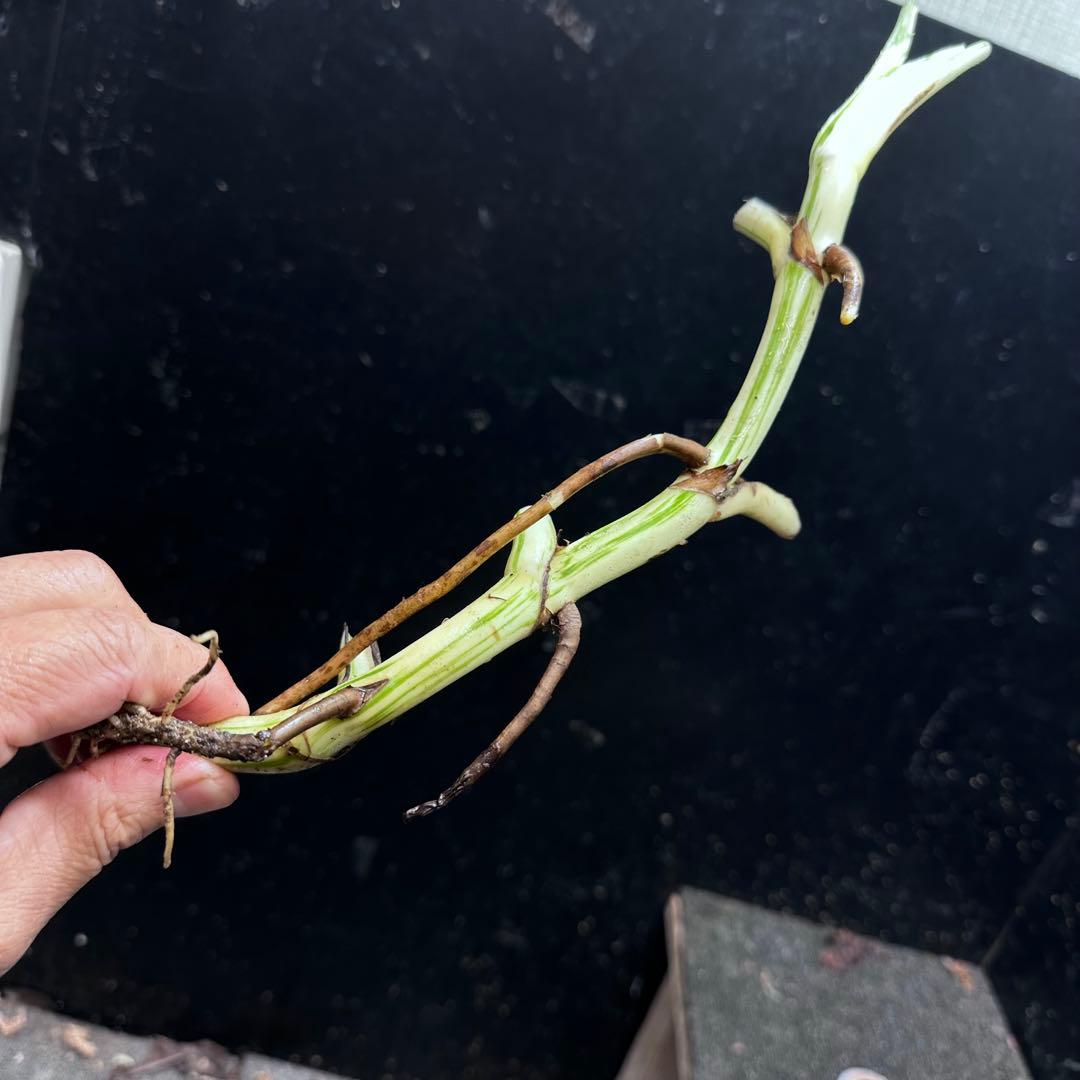 超*✿様 斑入りモンステラホワイトタイガー茎7株おまとめ