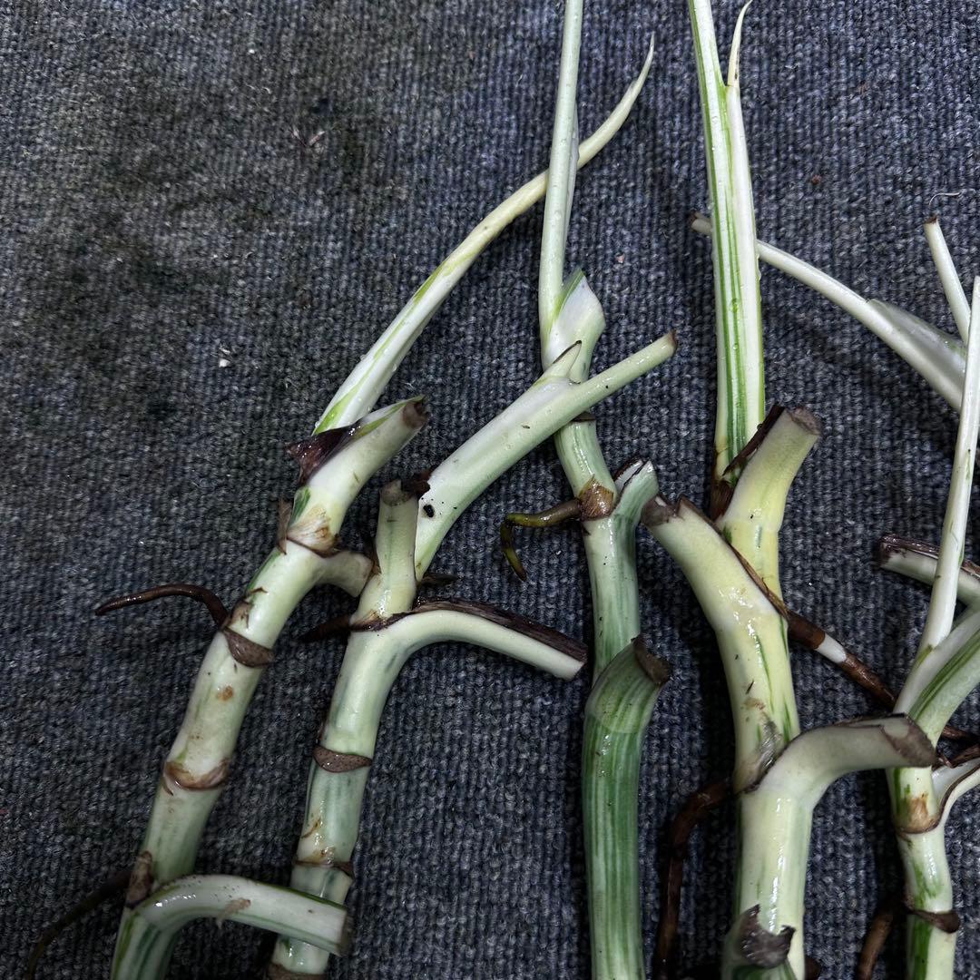 超*✿様 斑入りモンステラホワイトタイガー茎7株おまとめ