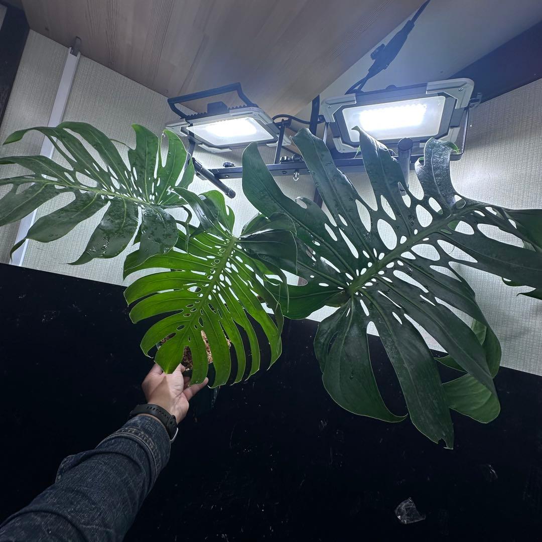 2*4様 モンステラデリシオーサマクロコズム超希少系統鉢植え71㎝