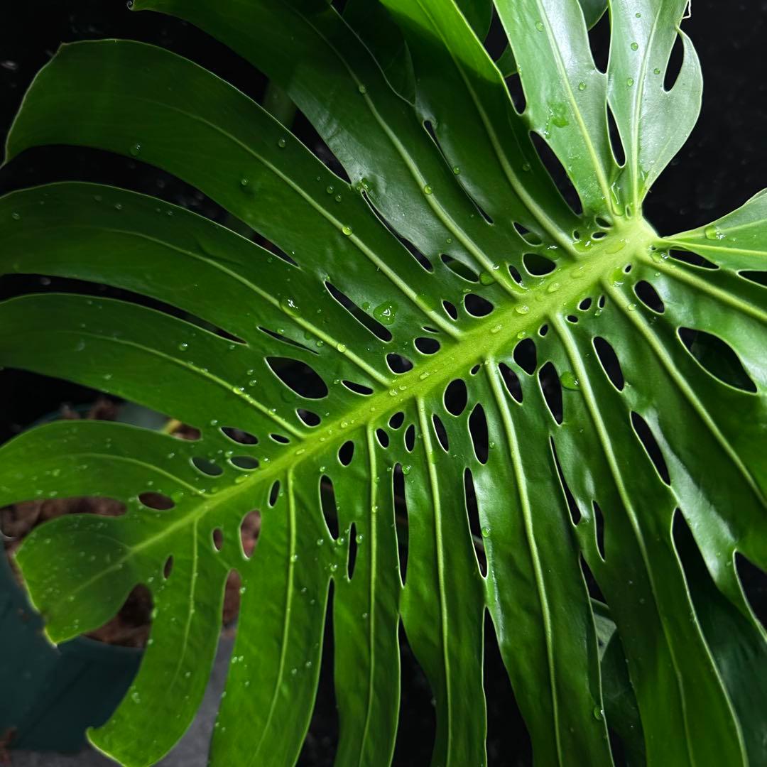 2*4様 モンステラデリシオーサマクロコズム超希少系統鉢植え71㎝