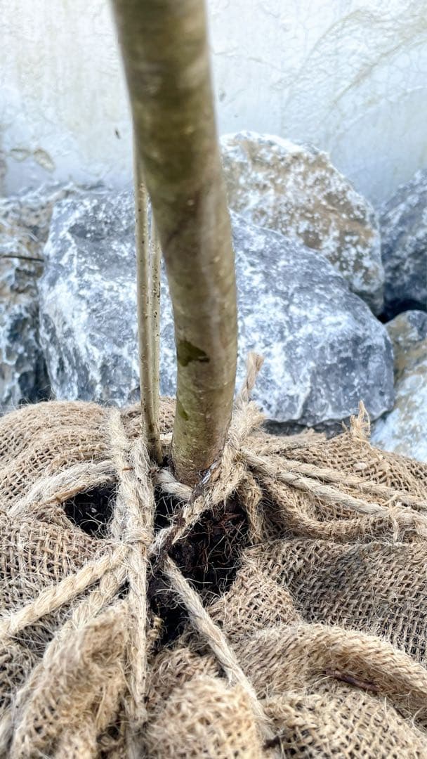 逸品。山採りウメモドキ(雌株)2.5M(鉢底から)