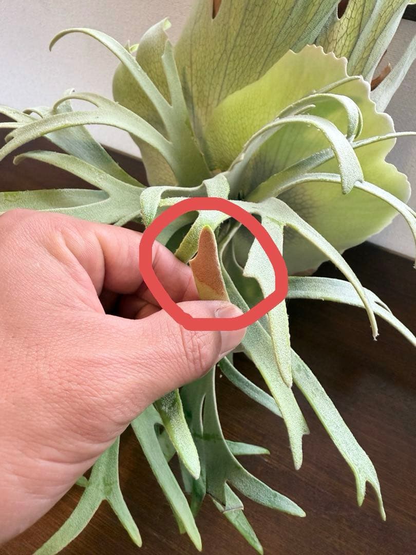 P. willinckii 'Polaris 'ポラリス子株ビカクシダ胞子セット