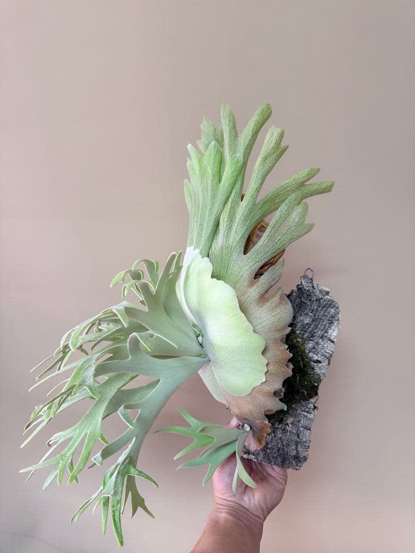 P. willinckii 'Polaris 'ポラリス子株ビカクシダ胞子セット