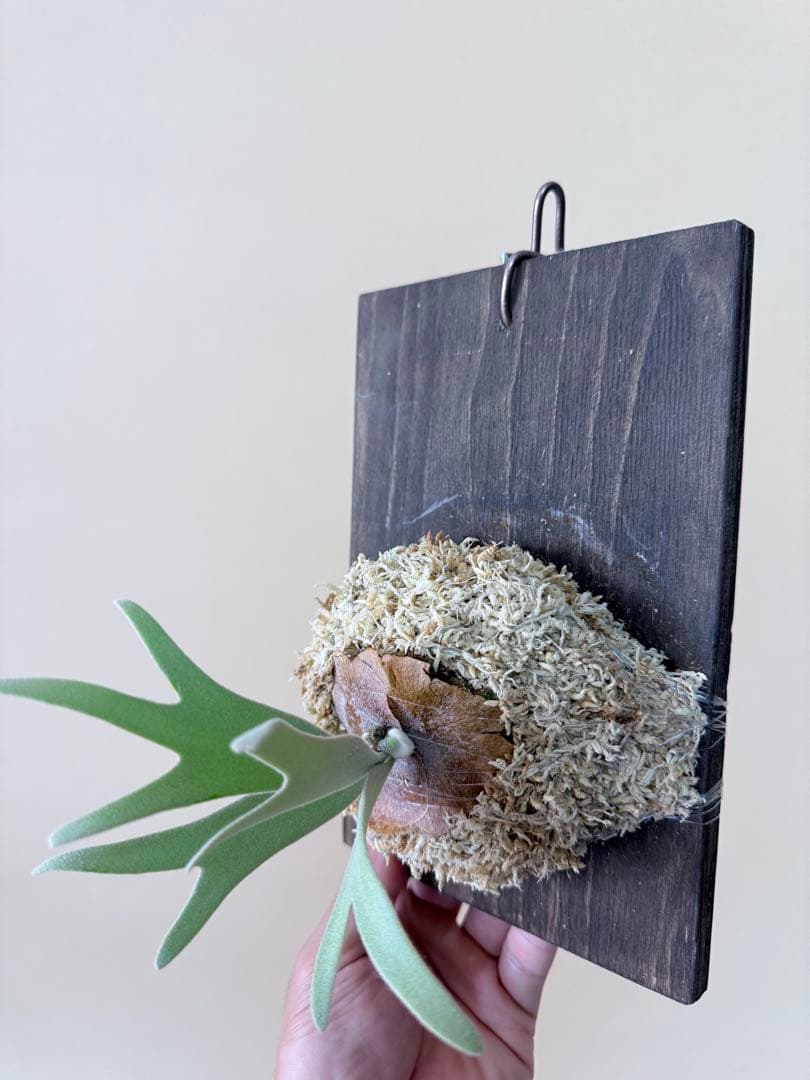 P. willinckii 'Polaris 'ポラリス子株ビカクシダ胞子セット