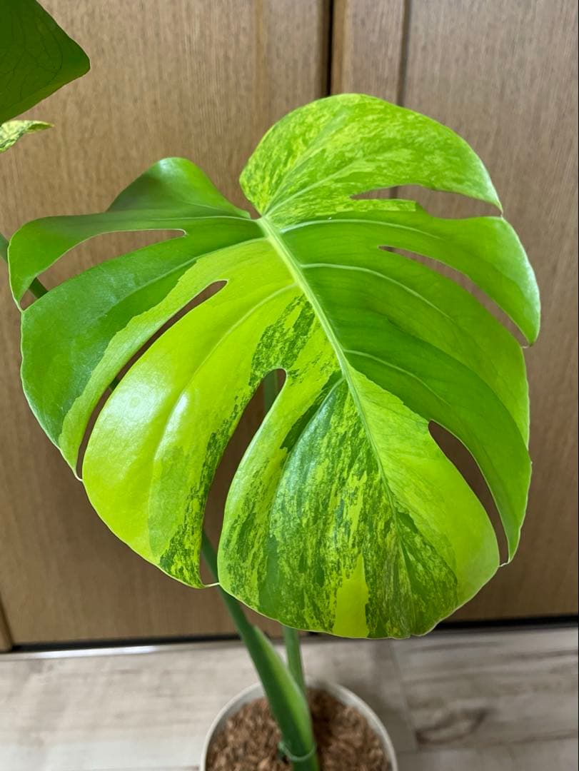 T2　レア!　発根済み　モンステラ　デリシオーサ　イエローマリリン