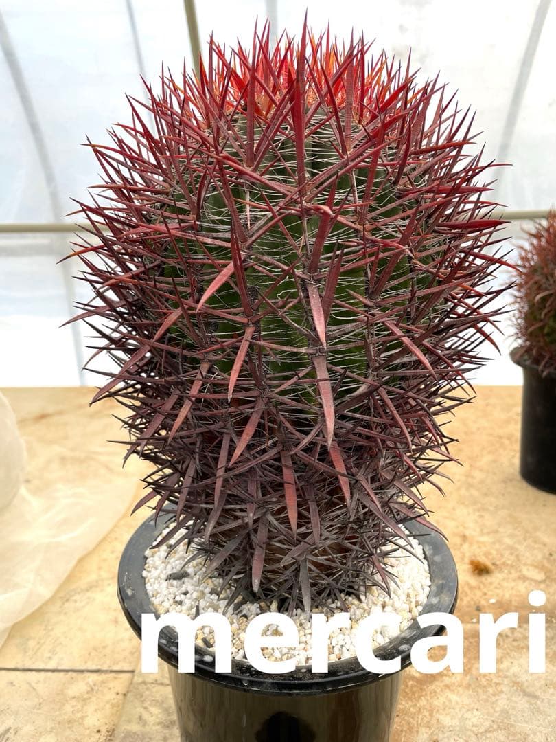 サボテン フェロカクタス 神仙玉(南方系)