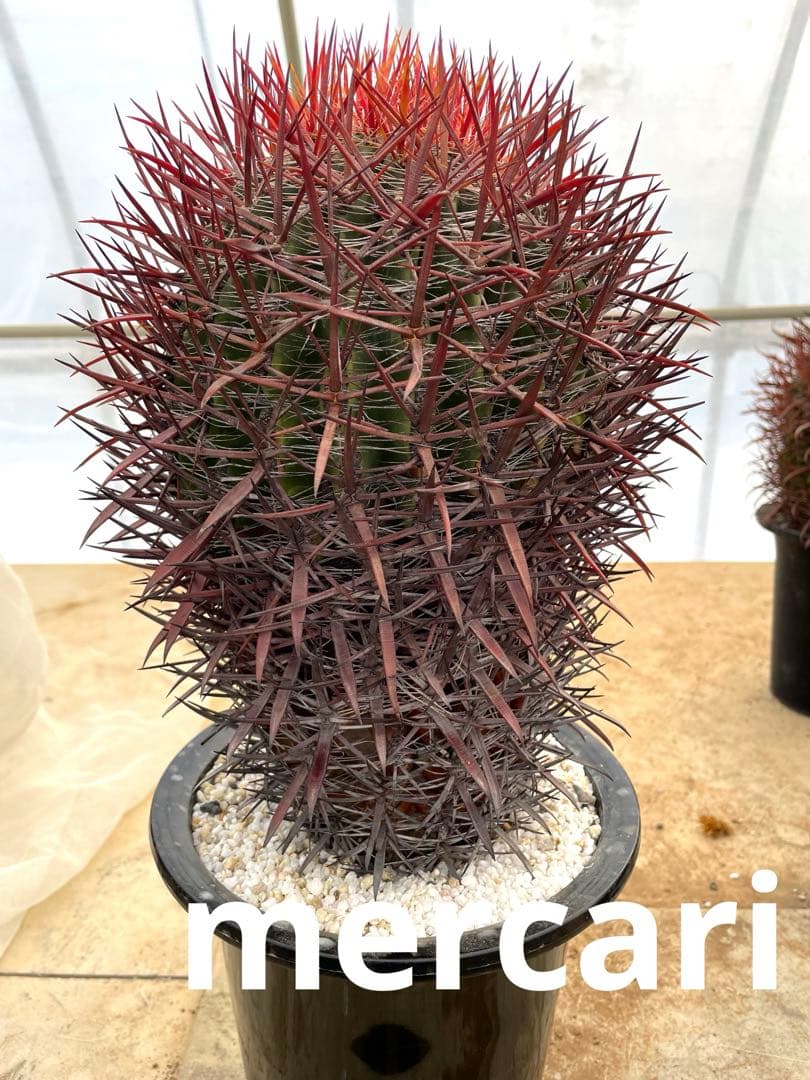 サボテン フェロカクタス 神仙玉(南方系)