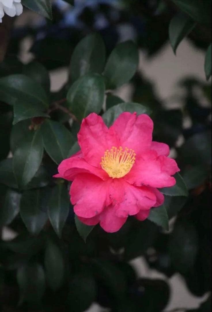 ⭐️明日までの限定価格 ⭐️canon eos70d＋レンズ55mm～250mm