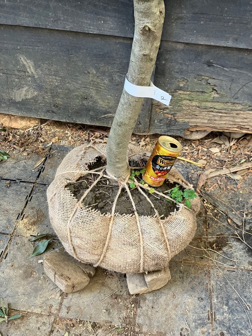 2 オリーブの木　シプレッシーノ