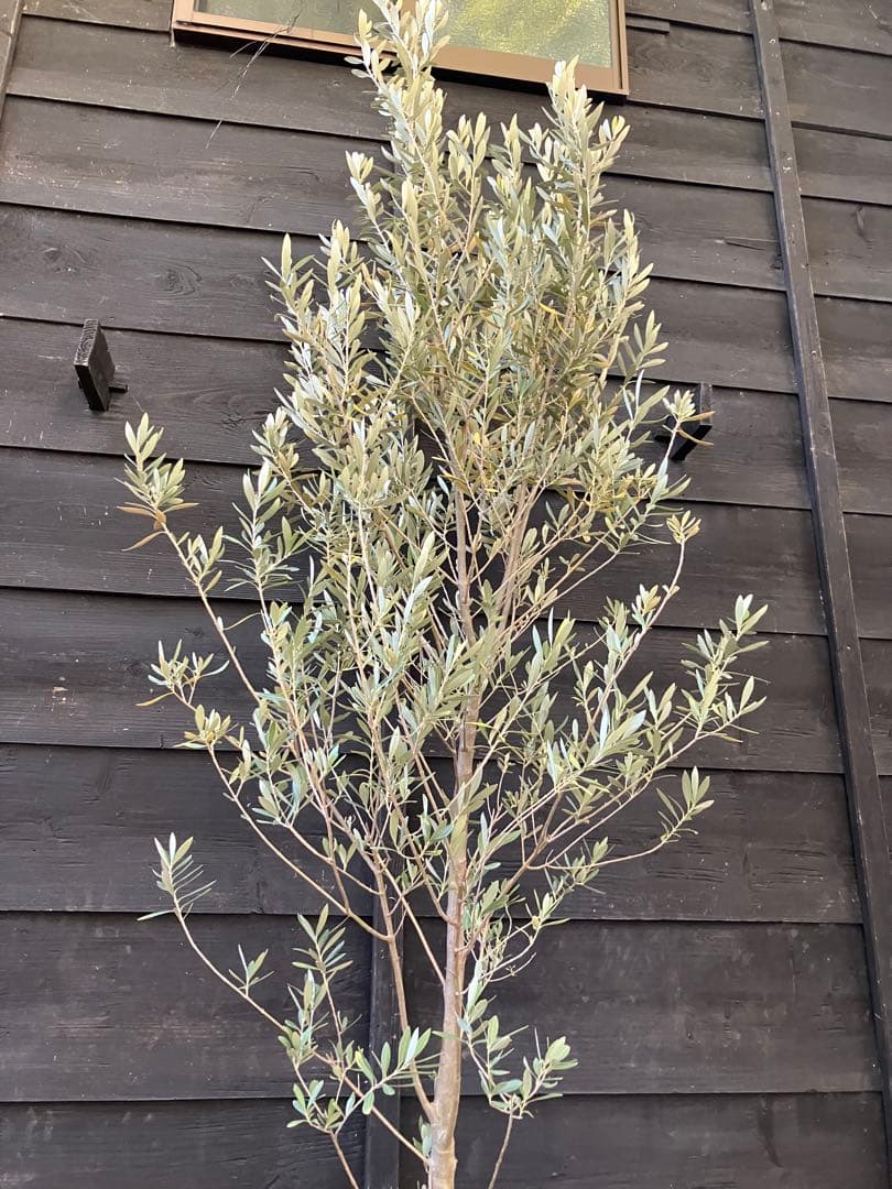 2 オリーブの木　シプレッシーノ