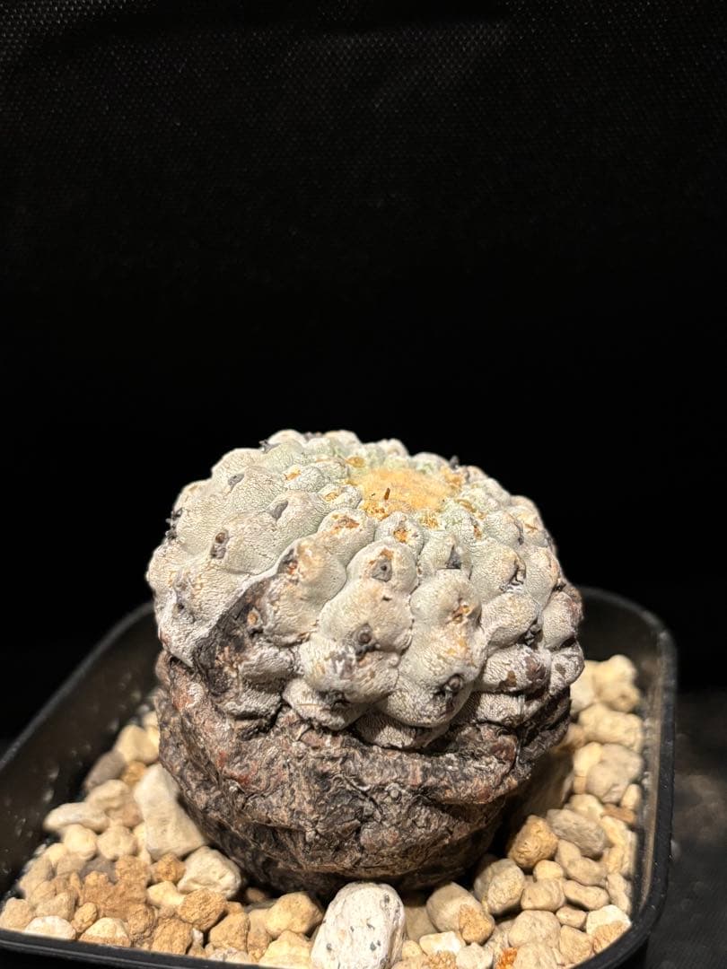 発根済み 孤竜丸 コピアポア シネレア コルムナアルバ copiapoa