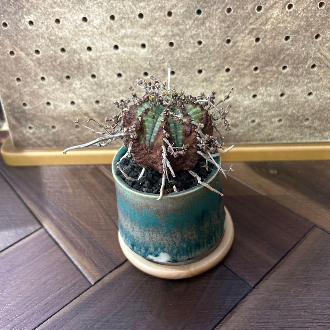 ユーフォルビア バリダ × 宮下将太鉢