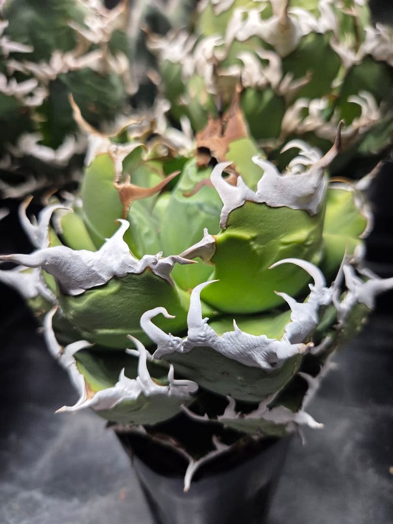 アガベ＊オアハカ