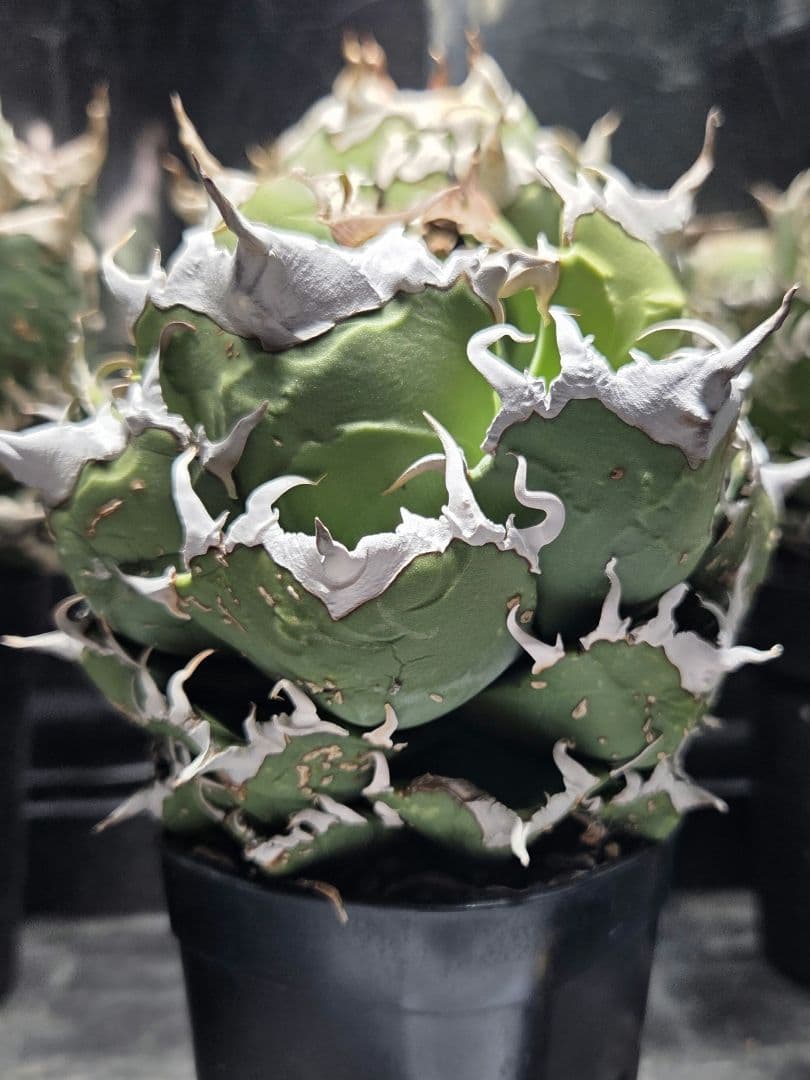 アガベ＊オアハカ