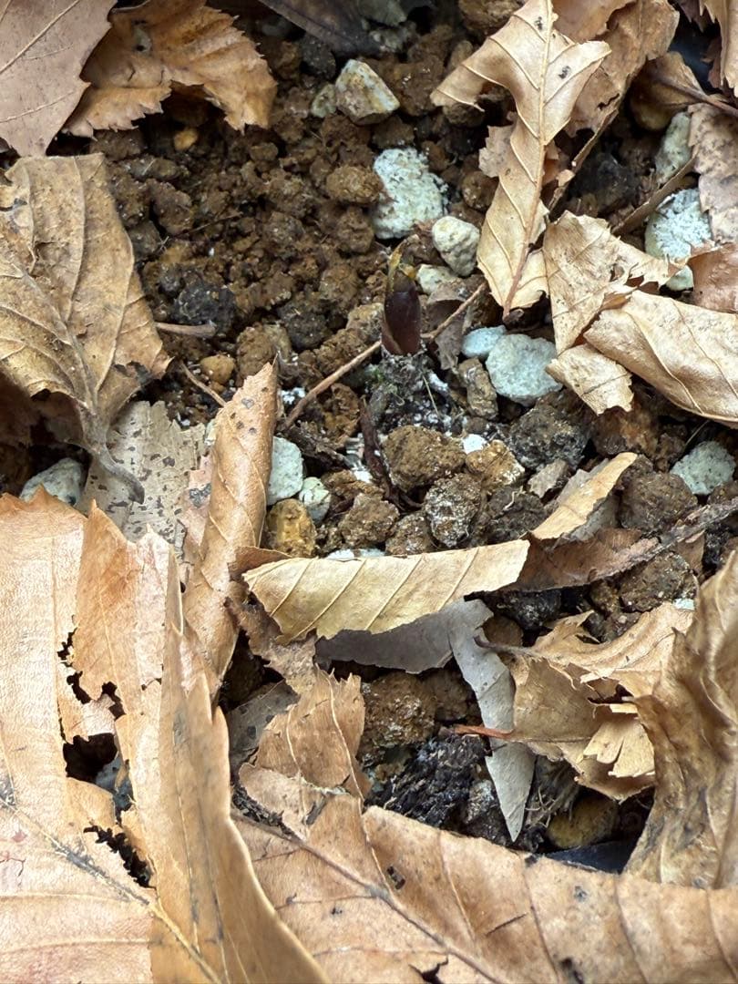 ★チベタヌス★透き通るようなピンク地にくっきりベイン4年苗★クリスマスローズ苗