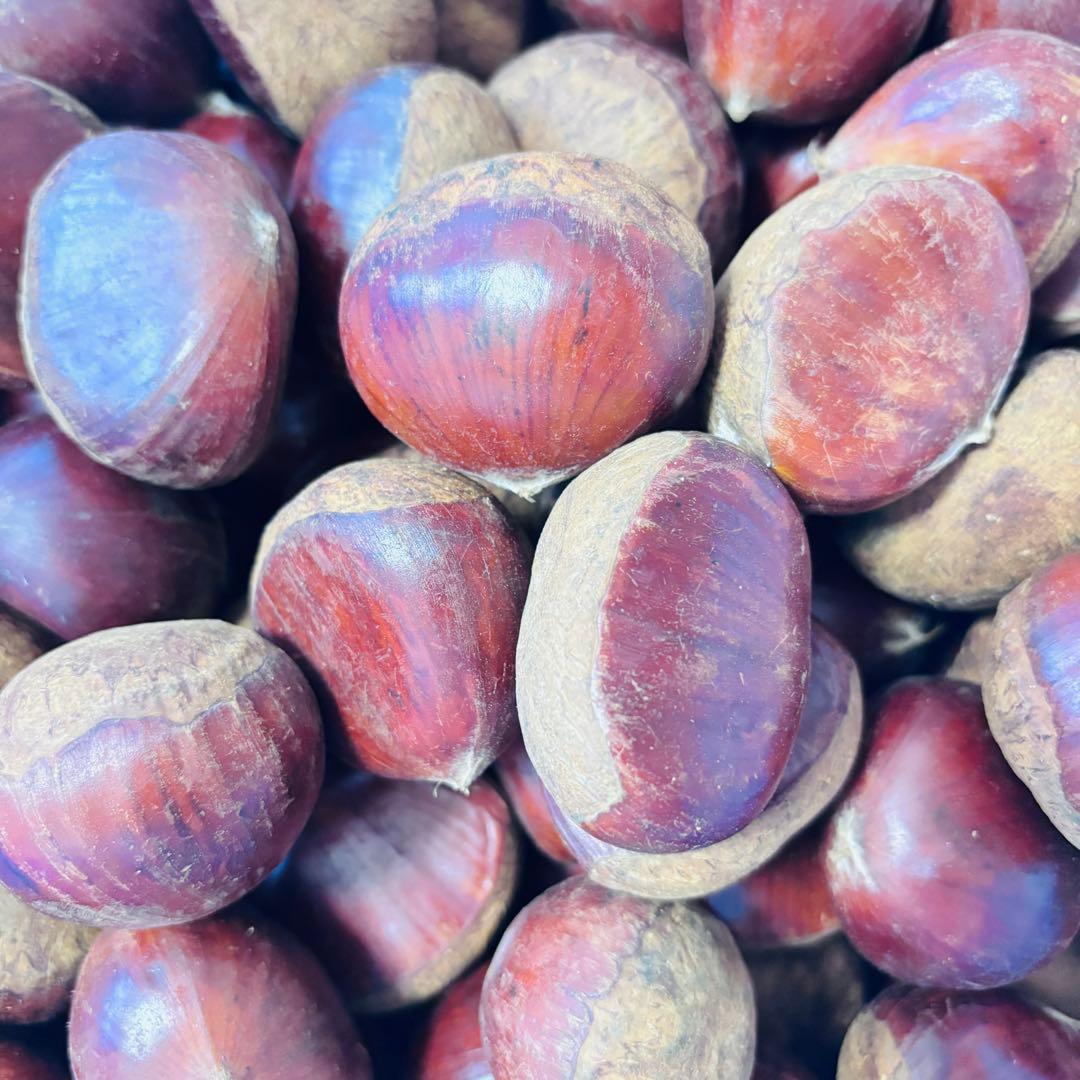 特大粒　4L生栗　無農薬　約5kg