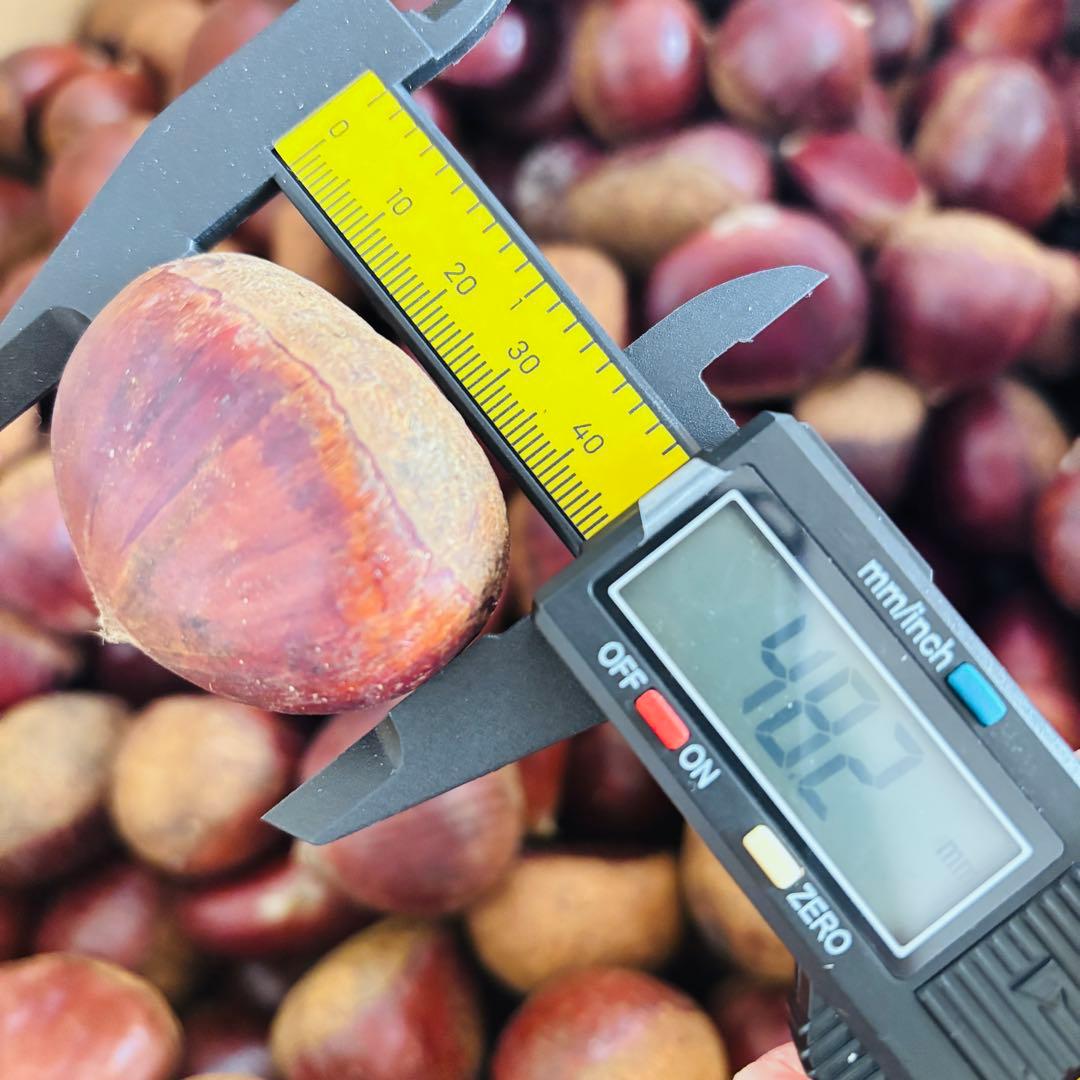 特大粒　4L生栗　無農薬　約5kg