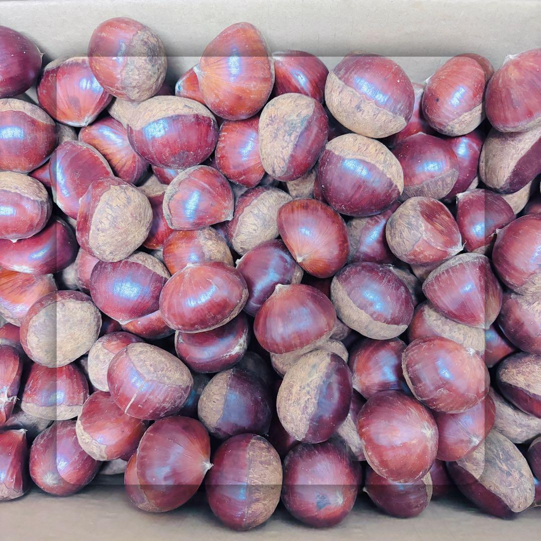 特大粒　4L生栗　無農薬　約5kg